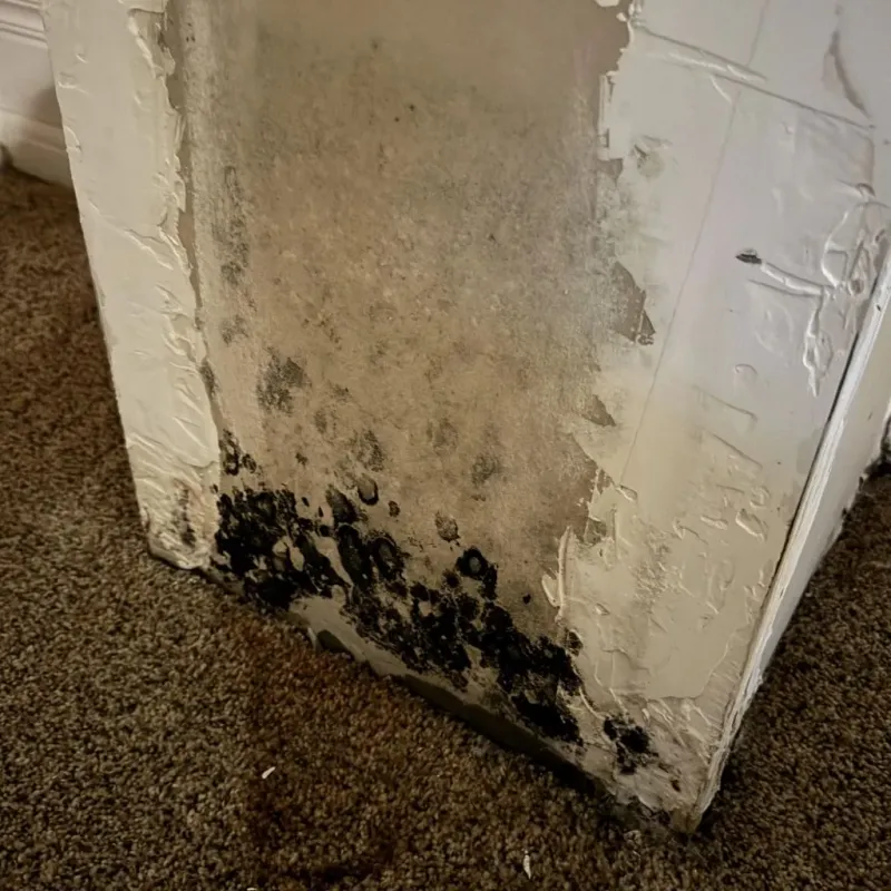 Professional Mold Removal in South Gastonia, NC